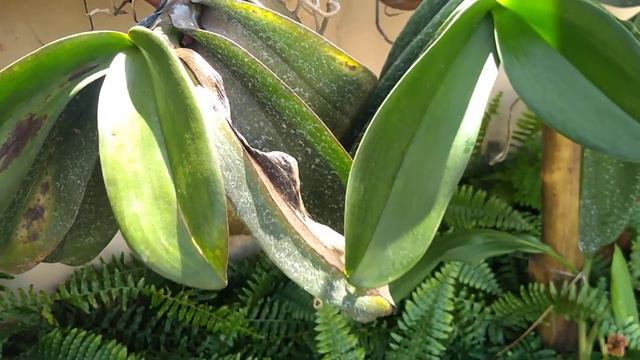 PHALAENOPSIS DEBILITADAS VEJAM COMO ESTÃO ☝️#surpresa смотреть онлайн