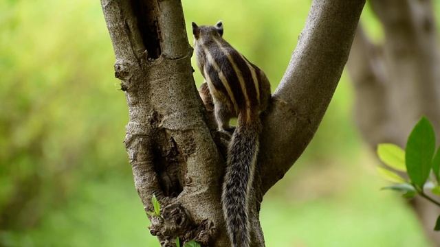 Shivering Indian palm squirrel. Squirrel listening to other squirrels alert sounds. смотреть онлайн
