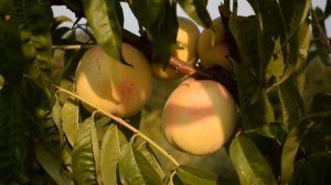 Персик Белый Лебедева (3 августа) - Агро Сад