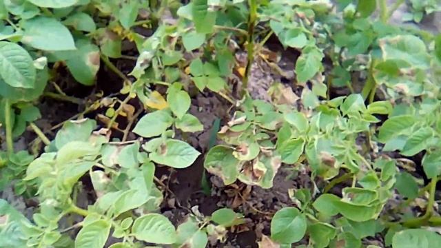 Картофельная электрогрядка - 2017 (отчёт об эксперименте) - YouTube смотреть онлайн