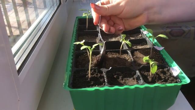 Небольшие хитрости для выращивания здоровой рассады томатов (помидор). 26 февраля 2015 г. Tomatoes. смотреть онлайн
