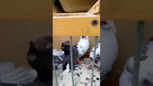 Ярмарка Голубей Город Ершов Саратовская область . Голуби разных пород