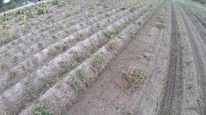 Трактор Т 25 и картофелеуборочный комбайн Аnnа Z644