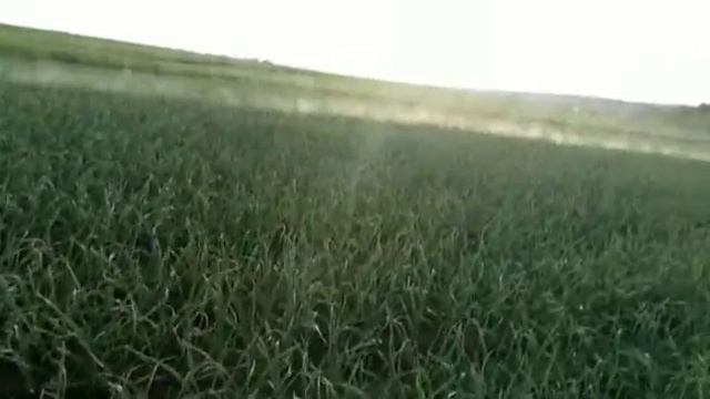 ДЕШЁВАЯ ЁМКОСТЬ ДЛЯ ПОЛИВА! 7 кубов за 70 долларов! Полив чеснока туманом. смотреть онлайн