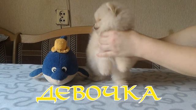 Померанский шпиц, кремовая девочка смотреть онлайн