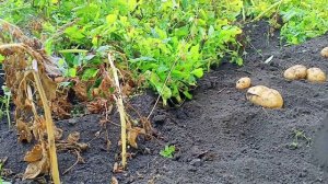 Картофель Импала часть 2. Выкопал последние кусты 23.08.22.