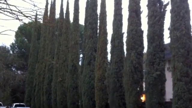 Cupressus Sempervirens 'Stricta' - Italian Cypress,Mediterranean Cypress, Pencil Pine
