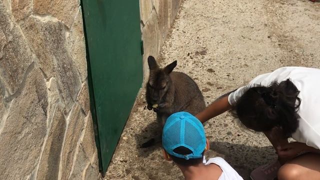 Кенгуру в Бабушкином дворике! Тайган. Kangaroo in Crimea смотреть онлайн