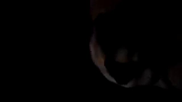 Charlies night routine :) смотреть онлайн