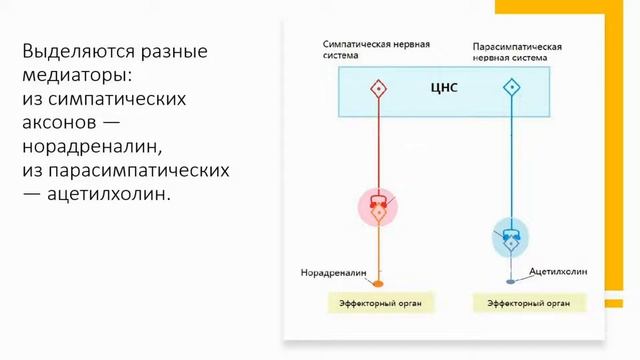 Нервная система. Тема 8. Общий план строения и функции автономной нервной системы смотреть онлайн