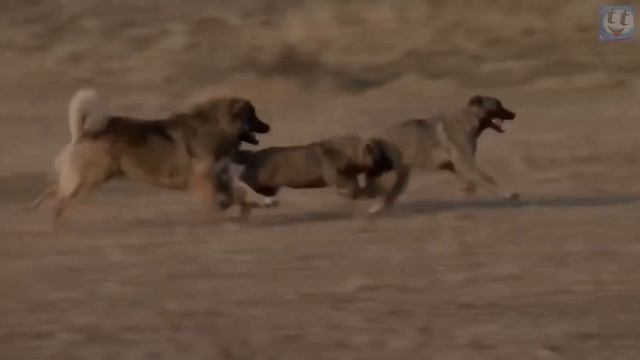 КАВКАЗСКАЯ ОВЧАРКА против НЕМЕЦКОЙ ОВЧАРКИ ! КТО СИЛЬНЕЕ ? смотреть онлайн