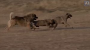 КАВКАЗСКАЯ ОВЧАРКА против НЕМЕЦКОЙ ОВЧАРКИ ! КТО СИЛЬНЕЕ ?