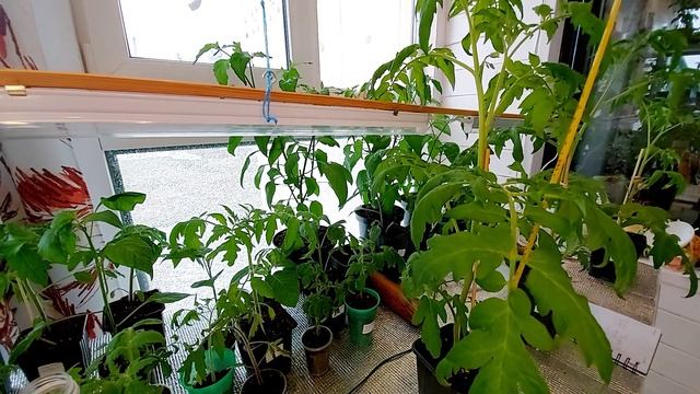 Экспериментальные томаты. Оэдема на томатах и перцах. Колокольчик и Жгучий блондин- цветут! смотреть онлайн