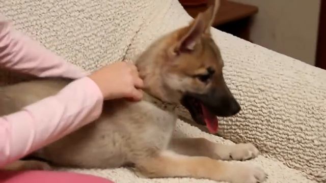 Еврочехлы – маленькие хитрости для экспресс-обновления мягкой мебели! смотреть онлайн