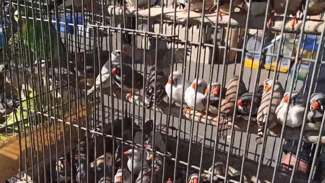 Ярмарка голубей, декоративных птиц и животных г. Днепр 02.10.2021 года. смотреть онлайн