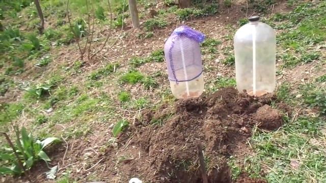 Вегетирующие саженцы винограда на воде - просто и правильно. смотреть онлайн