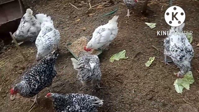 Утро. Кормлю кур и цыплят.#курица #цыплята #куры #яйцо #яйценоскостькур смотреть онлайн