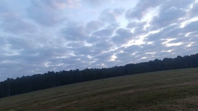 Охота с легавой на болотно-луговую дичь.Охота по перу 2021.