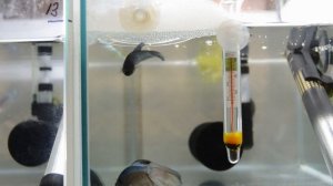 Нерест петушков