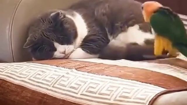 VID-20231027-WA0001.mp4 смотреть онлайн