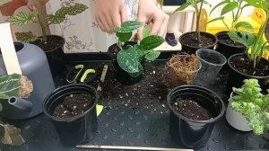 Большая пересадка комнатных растений?Готовимся к весне☀️Обзор моих растений