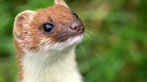 Интересные факты о Горностае