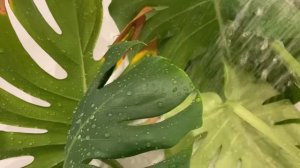 Спасение МОНСТЕРЫ с Авито / Как правильно черенковать монстеру???