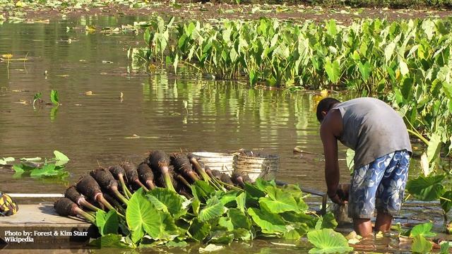 How to Grow Elephant Ears (Colocasia) смотреть онлайн