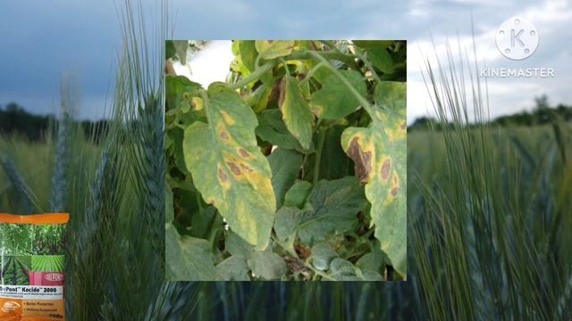 Kocide Fungicide| Kocide बुरशीनाशक| Dupont Kocide #kocide #dupont @AapliShetiAaplshivarD