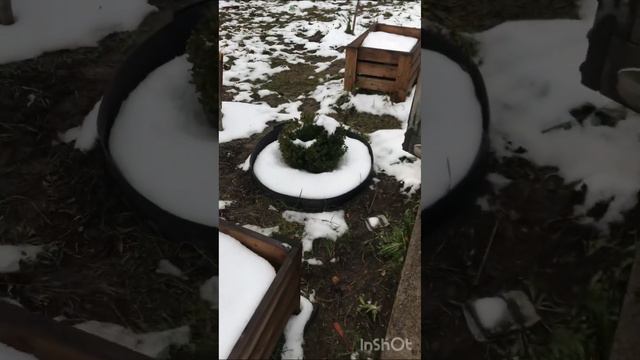 Перепаковка туи 🌲и можжевельника 🎄 смотреть онлайн