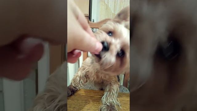 Грэм ест сыр смотреть онлайн