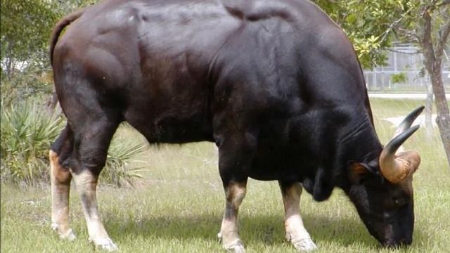 Откорм бычков на мясо на зеленых кормах | Мясное скотоводство | Откорм КРС на мясо | Быки смотреть онлайн