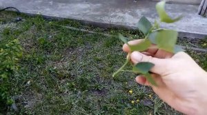 Сирень. Размножение культурных сортов