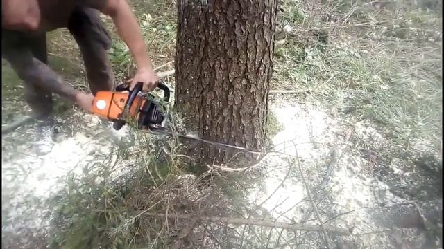 Валка леса, боулинг деревьев, трелевка, самоучка лесоруб.Extreme Dangerous Biggest Tree Felling смотреть онлайн