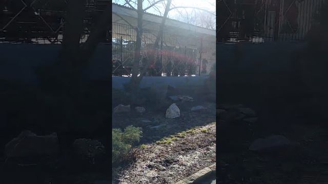 Ростов-на-Дону. Парк Горького. Шахматы, карты, танцы. смотреть онлайн