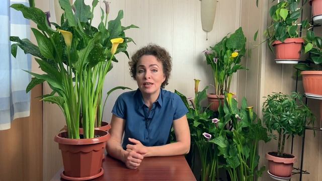 КАЛЛА не цветёт. Почему не цветет Калла в домашних условиях. смотреть онлайн