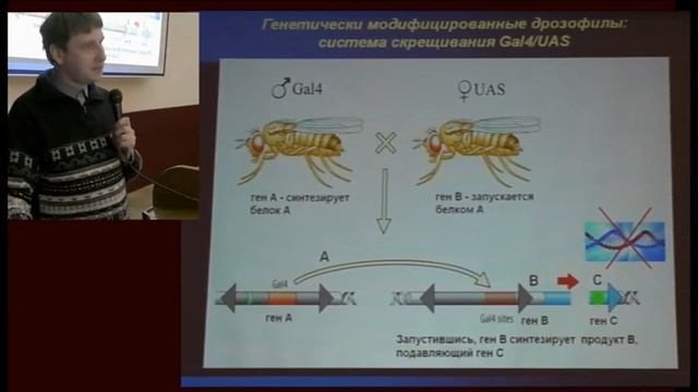 Плодовая мушка дрозофила как модельный объект в нейробиологии смотреть онлайн