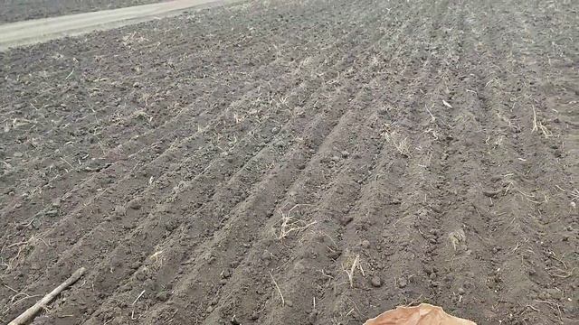 Посев гороха Оскар и Йохан в открытый грунт. Бизнес идея для села ??? смотреть онлайн