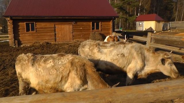Содержание коров. Советы из хозяйства "Березино". смотреть онлайн