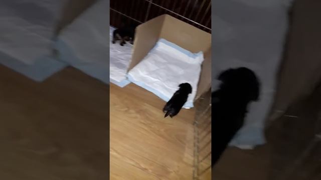 Мои йорки. 1 месяц йокширским терьерам. смотреть онлайн