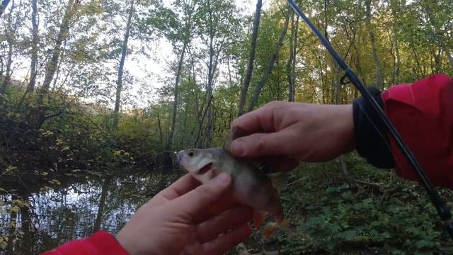 #036 #Мормышинг  Микро речка  Осенняя плотва