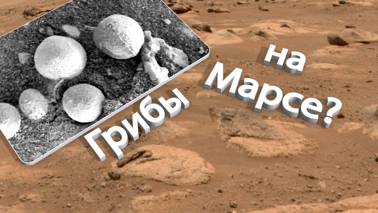 Грибы на МАРСЕ? Ученые обнаружили необычные образования на фото с марсохода смотреть онлайн