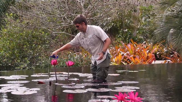 LOTUSWEI FLOWER ESSENCES | RED CUP WATER LILY | Recognize The Divinity In Yourself + Others