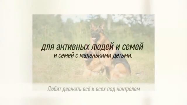 Породы собак - Немецкая овчарка. [German Shepherd Dog (Dog Breed)] смотреть онлайн
