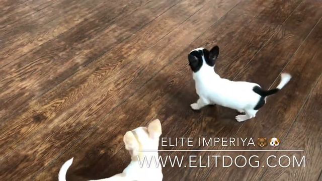 Щенки Чихуахуа. Puppies Chiwawa. смотреть онлайн