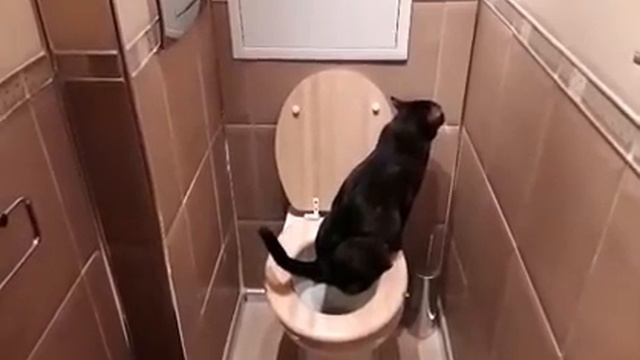 Котик ходит в туалет смотреть онлайн
