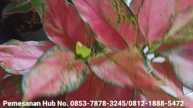 RUMPUNAN AGLONEMA DAN JENIS LAINNYA!!!!