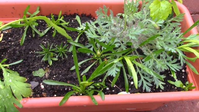 Сеем прострелы и саженцы растений после подзимнего посева смотреть онлайн