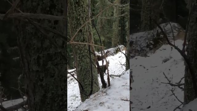 Козите са спокойни днес смотреть онлайн