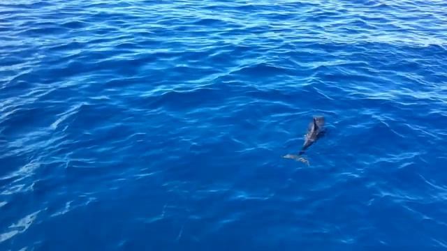 Dolphins Sleeping ( according to the naturalist on our boat!) смотреть онлайн